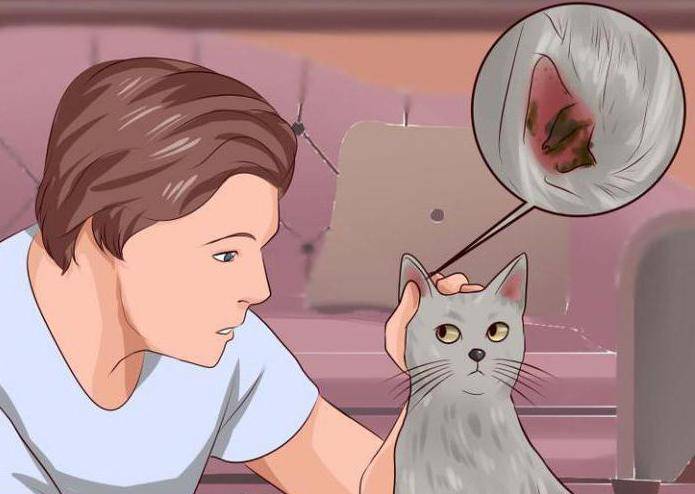 Почему кошка трясет головой и чешет ухо? норма поведения, или предвестник проблем?