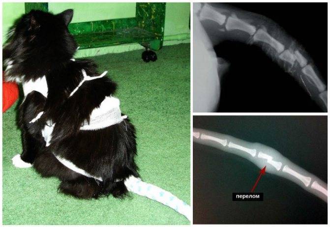 Что делать, если у кошки сломан хвост?
