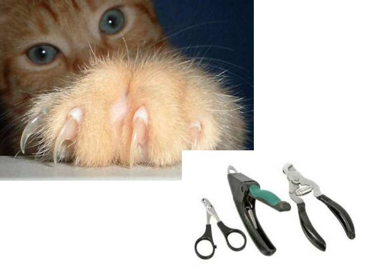 Как подстричь когти кошке в домашних условиях правильно