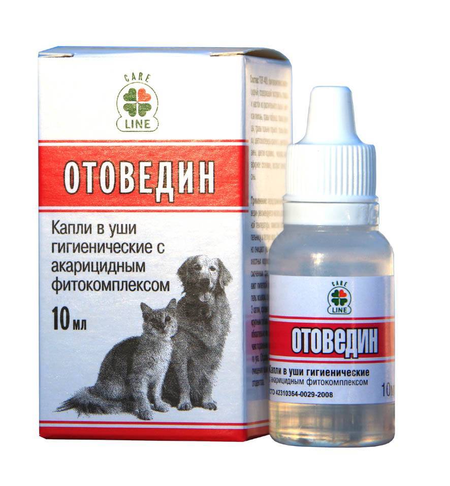 Симптомы ушного клеща у кошек и эффективные методы его лечения в домашних условиях
