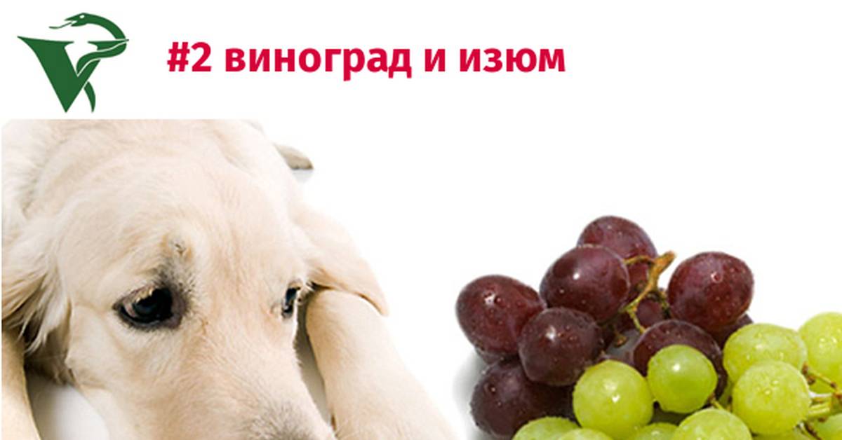 Можно ли собакам виноград, стоит ли давать его щенку