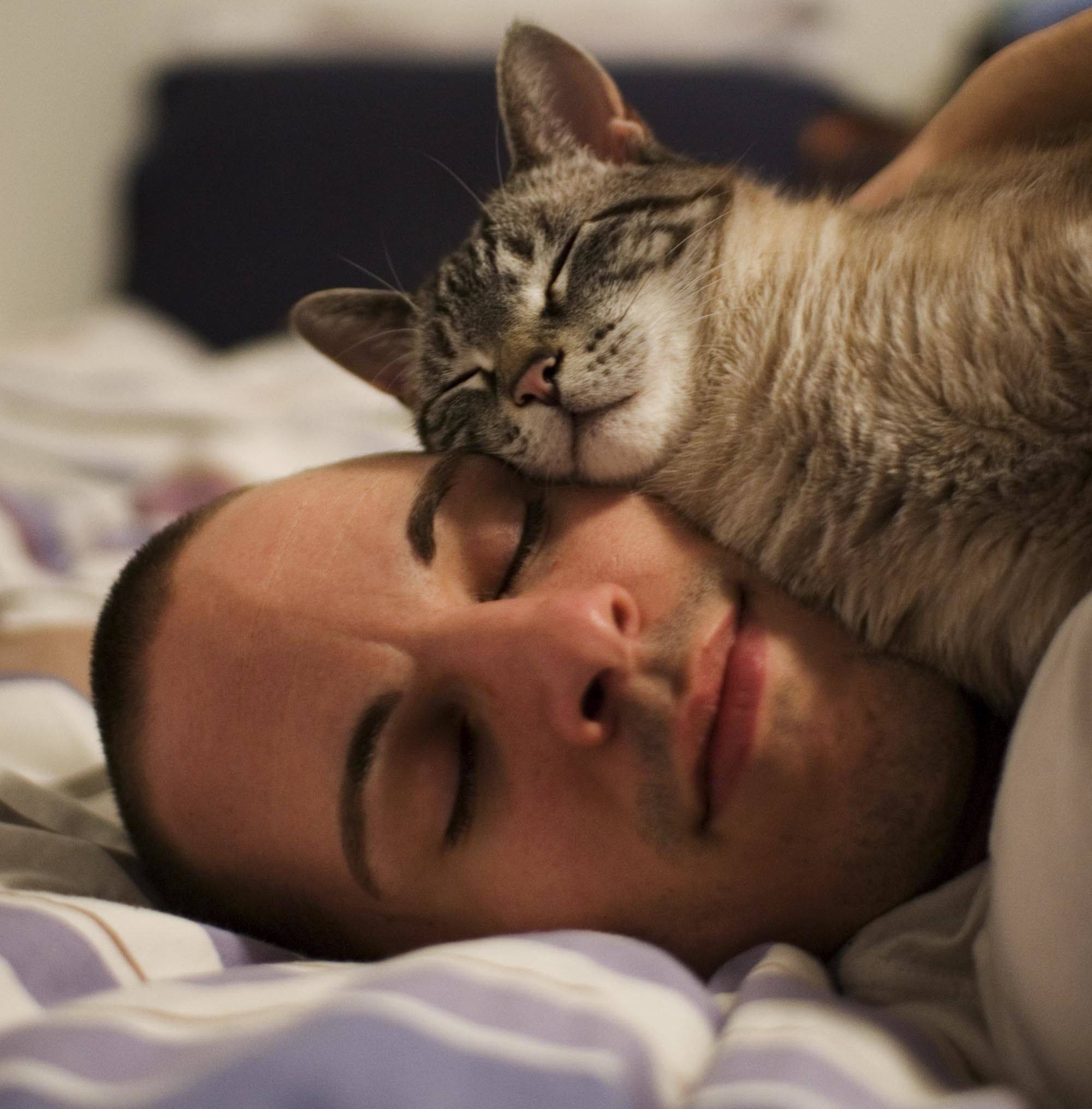 Если кошка спит на кровати хозяина, что гласит примета, если она в ногах и если над головой