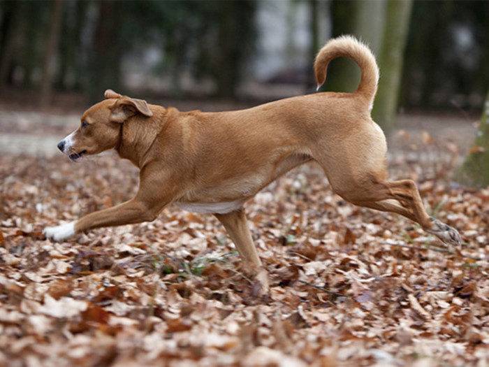 Австрийский пинчер: описание породы, характер и условия содержания собаки