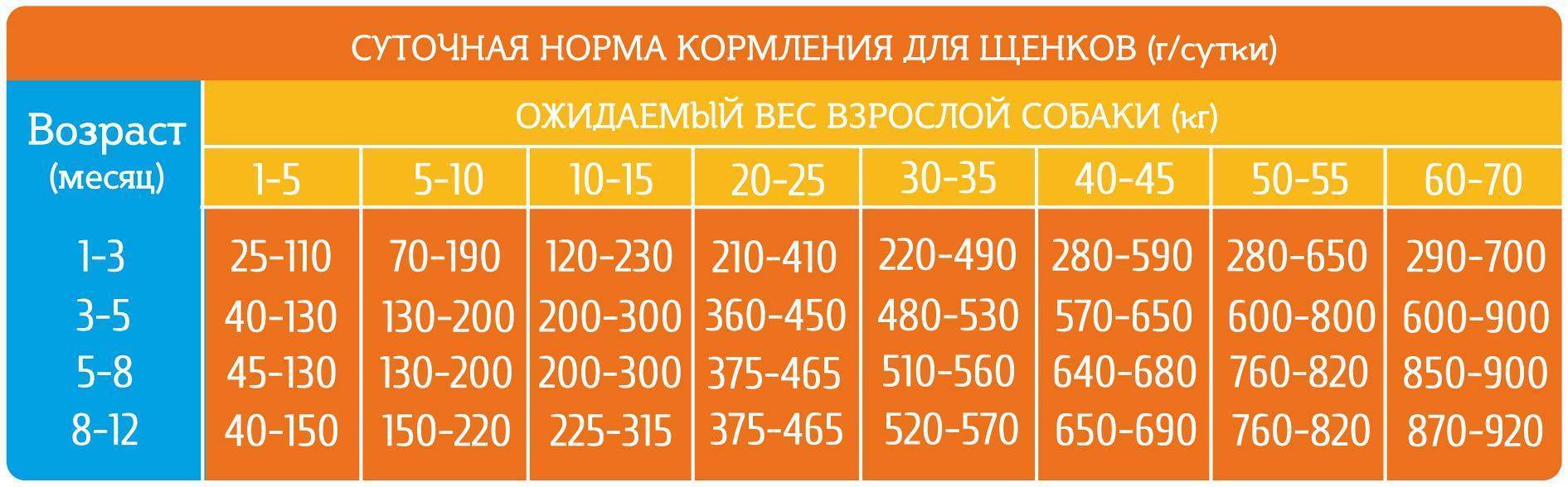 Питание чихуахуа в домашних условиях