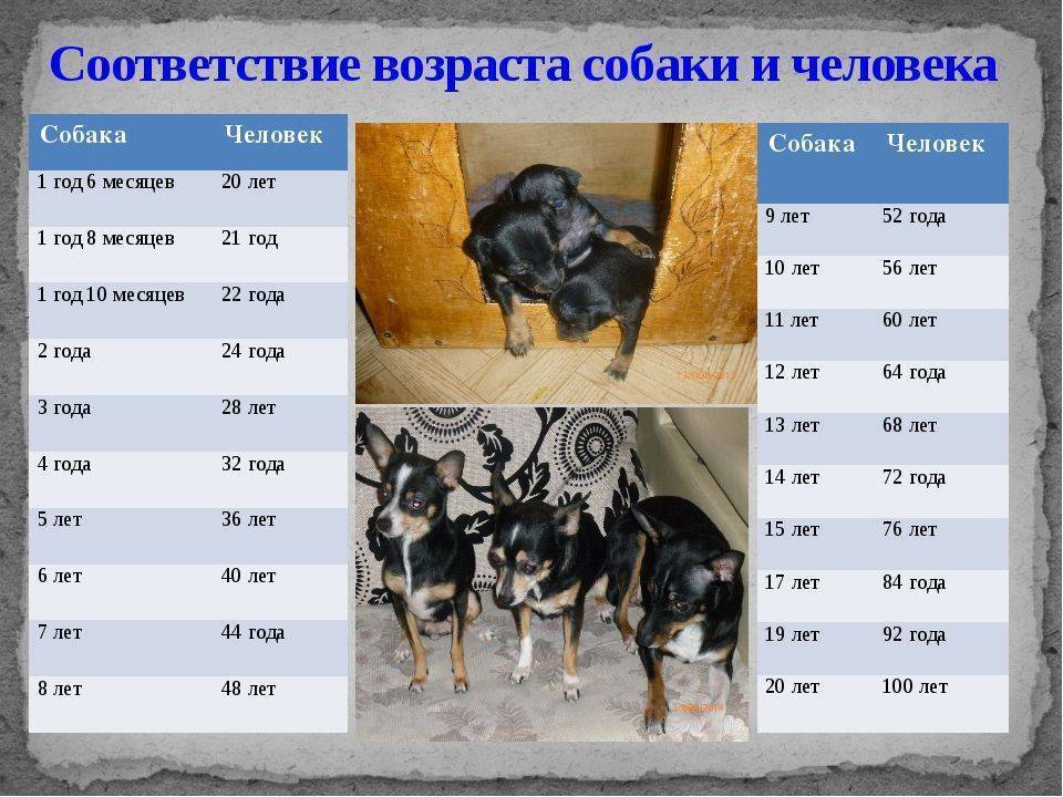 Сколько живут собаки