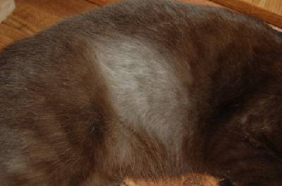 Почему кошка лысеет | выпадают волосы на животе, хвосте