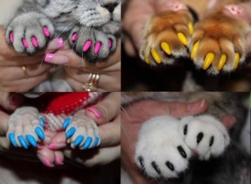 Сколько у кошки ногтей. Мягкие лапки коготки царапки. Кошка на ногтях. Силиконовые когти для кошек.