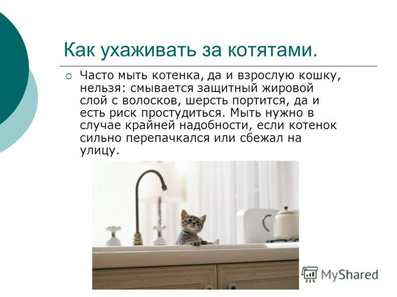 ᐉ как ухаживать за котенком 1.5 месяца – котята уход - zoomanji.ru