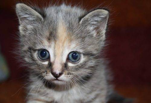 Когда и какие прививки необходимо делать котятам?