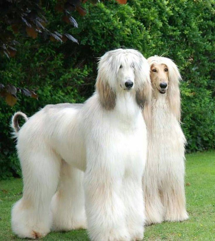 Худые высокие собаки с длинной мордой порода