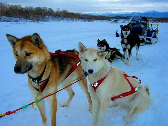 Северные ездовые собаки: описание пород - окружающий мир вокруг нас