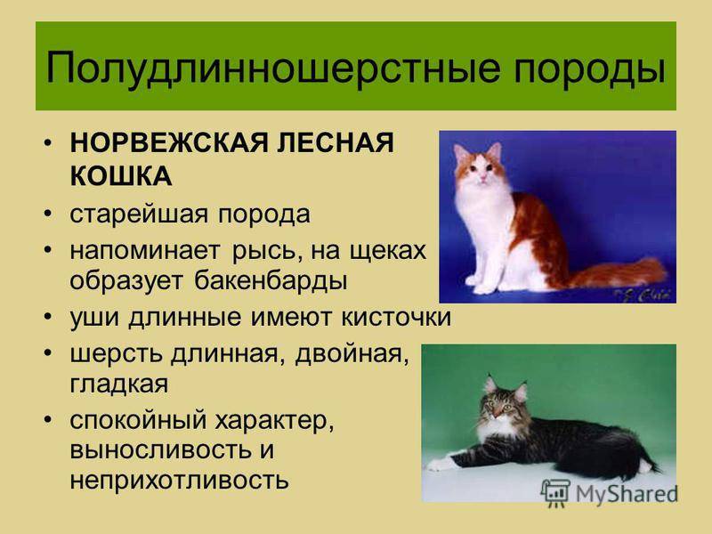 Американская короткошерстная кошка - описание породы