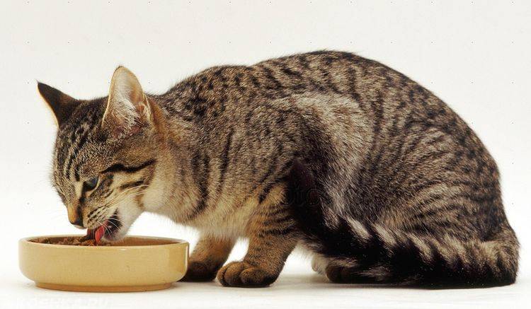Почему кошки могут ничего не есть и постоянно отказываться от еды