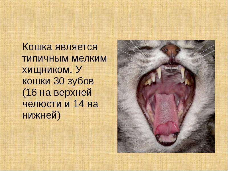 Строение зубов у кошек схема и фото