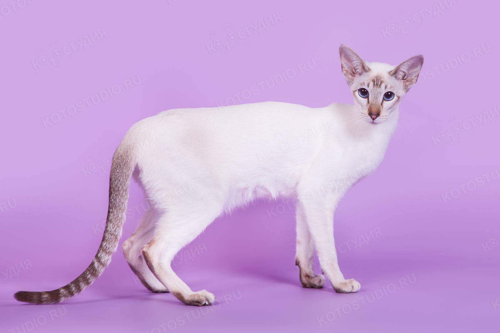 Сиамский котенок: фото, характер, болезни, уход, цены