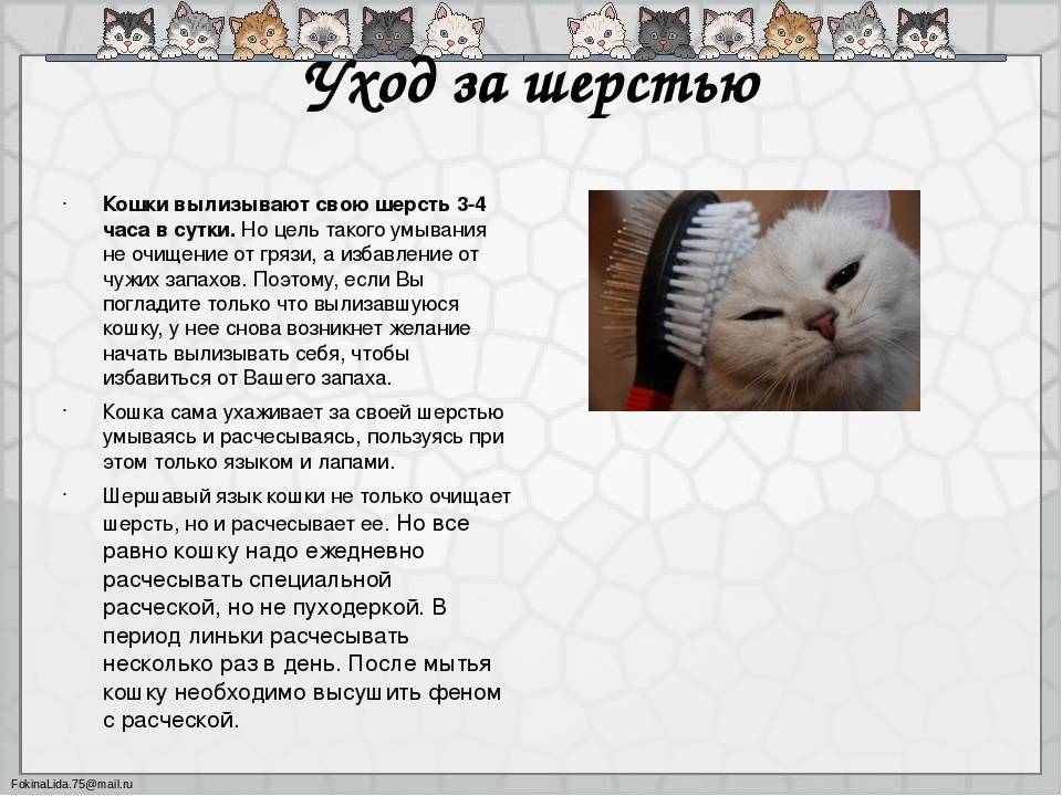 Как правильно ухаживать за котом: 5 советов для неопытных хозяев | brodude.ru
