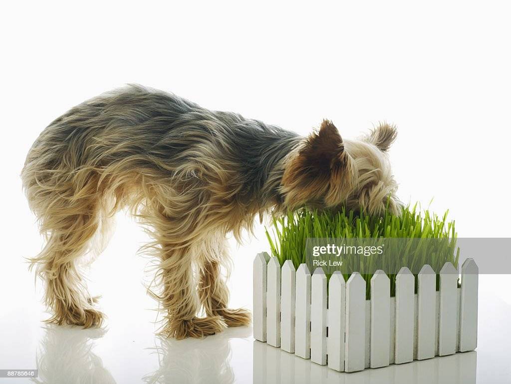 Почему собака ест траву? собаки – вегетарианцы?