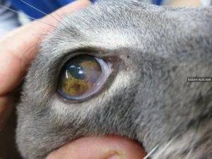 Почему у кошки слезятся глаза: что делать, причины, лечение