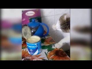 Что давать кошке: можно ли котам сгущённое молоко