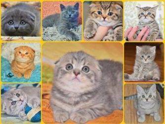 Размножение британских кошек: течка, вязка, беременность и роды