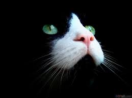 У кошки сухой нос — когда стоит беспокоиться?