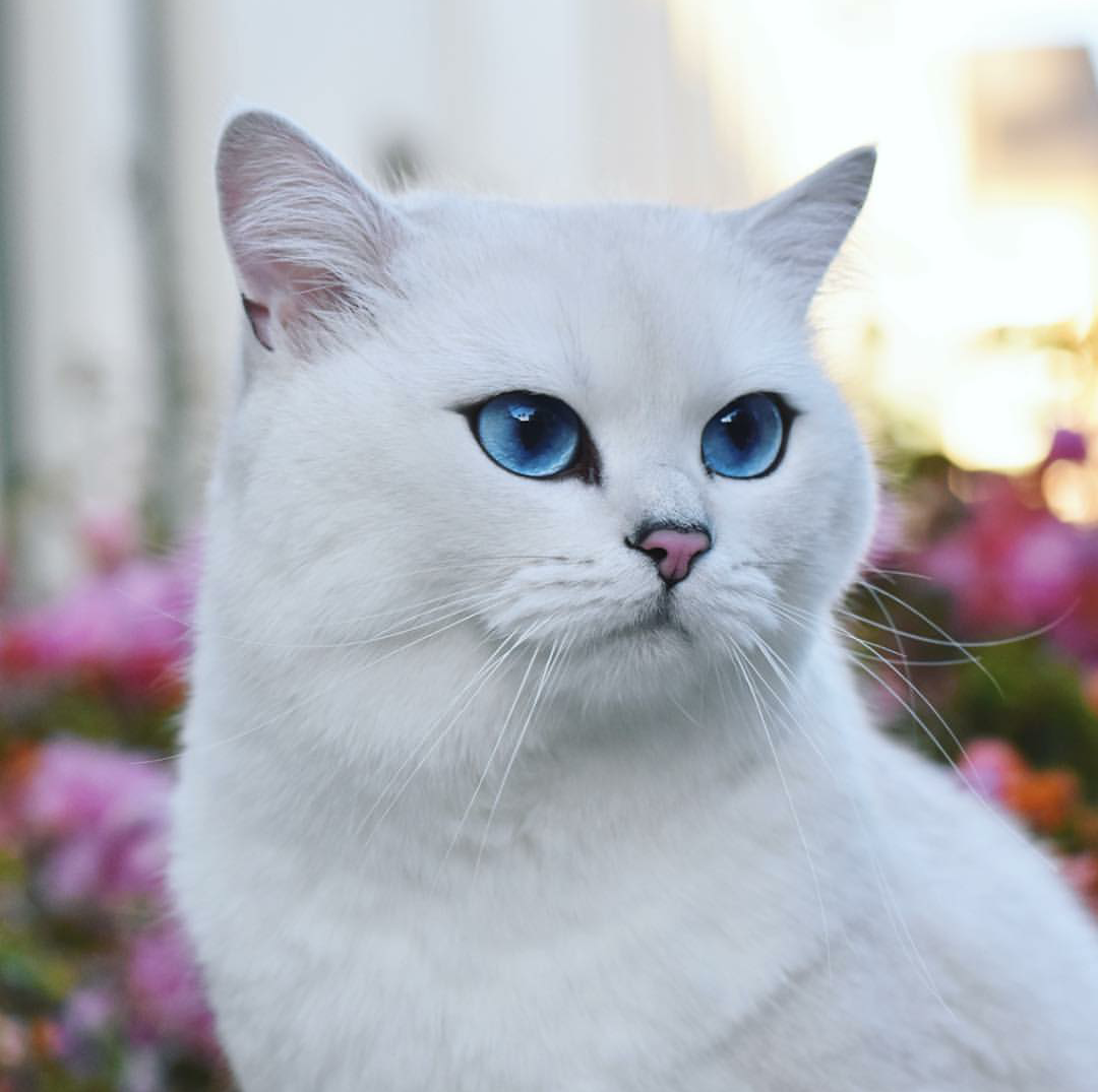 Топ 6 пород кошек с серым или голубым окрасом шерсти — названия, описание и фото — природа мира