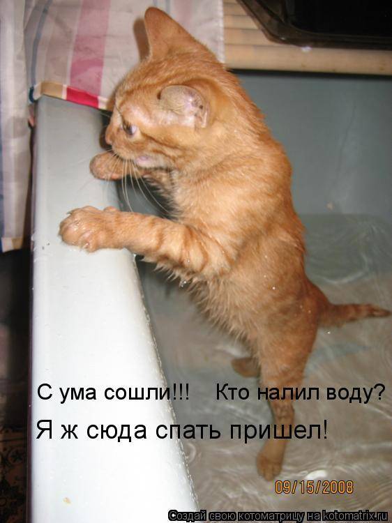 Кошка заваливается на бок при ходьбе причины, кот ходит как пьяный что делать