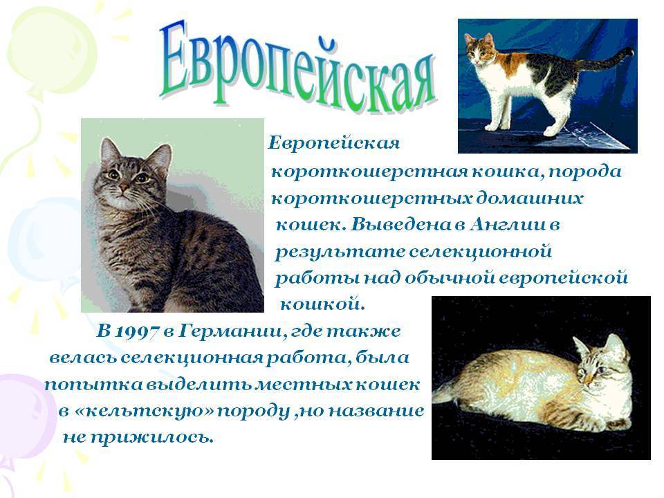 Европейская короткошерстная кошка: описание, фото, характер