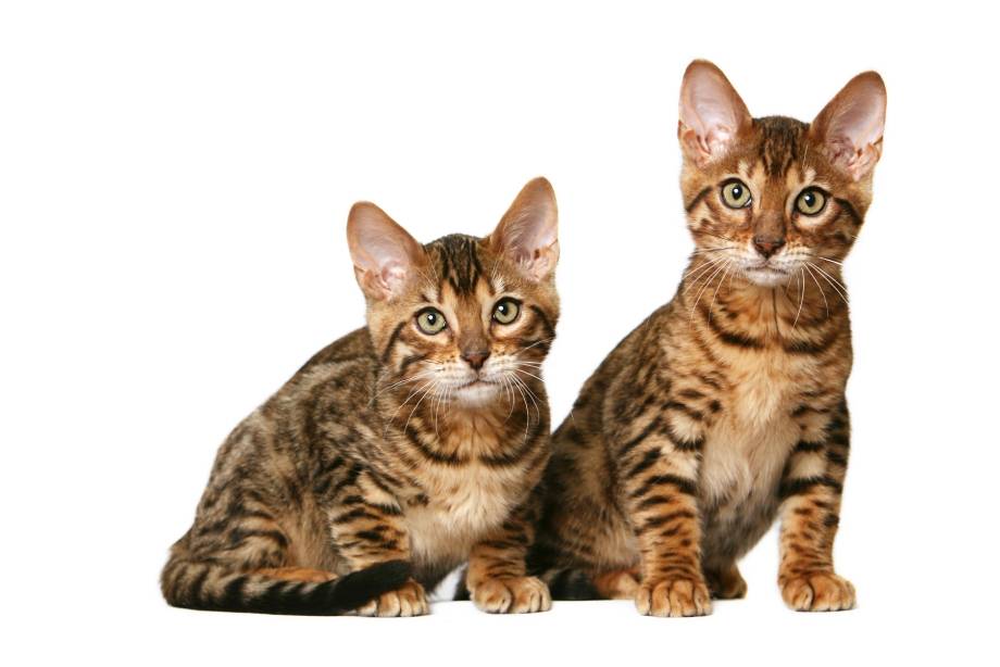 Порода кошек канаани: особенности и характеристика - мир кошек