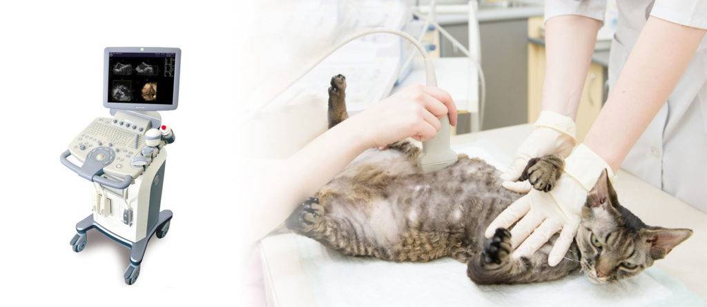 Подготовка кошки к стерилизации: что нужно сделать перед, рекомендации, советы ветеринаров, основные правила и послеоперационный уход