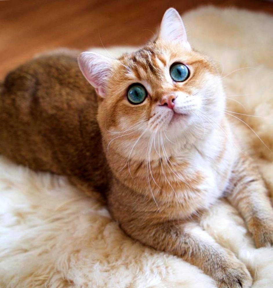 Рыжий британский кот с зелеными глазами фото