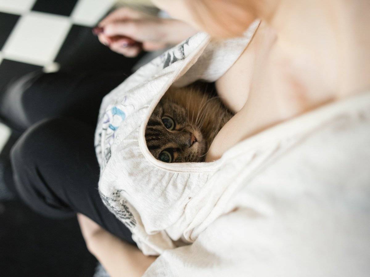 Почему кошки любят спать на человеке, ложатся на грудную клетку, грудь или живот беременной женщины?