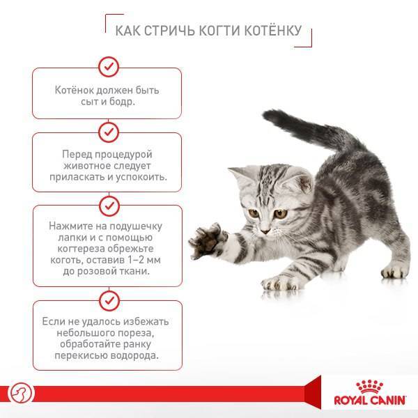 Как правильно выбрать котенка - кошка в доме