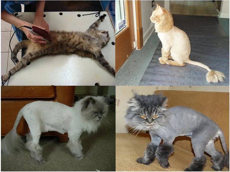Как подстричь кота в домашних условиях если он не дается