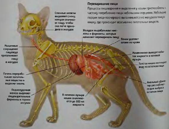 Сердце кошки - строение, анатомия, фото