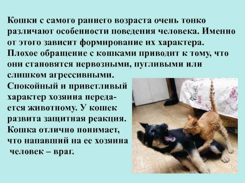 Ученые доказали, что собаки лучше кошек - dogtricks.ru