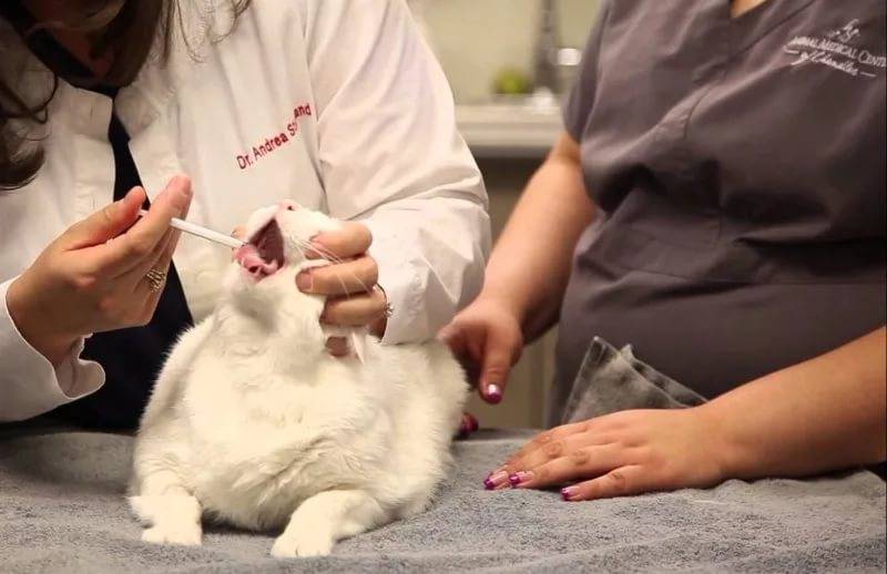Советы ветеринаров по лечению аскаридоза у кошек - муркин дом