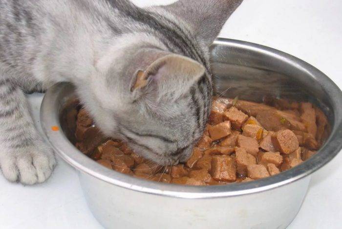 Можно ли кормить кошек рыбой – 3 за и 7 против