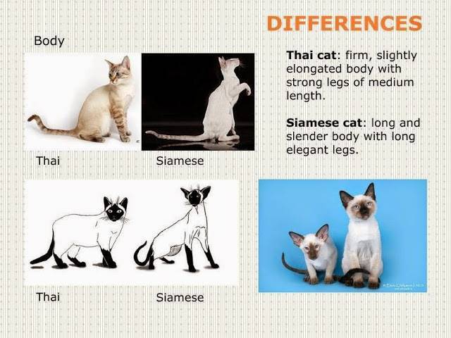 Породы кошек, которые похожи на сиамскую