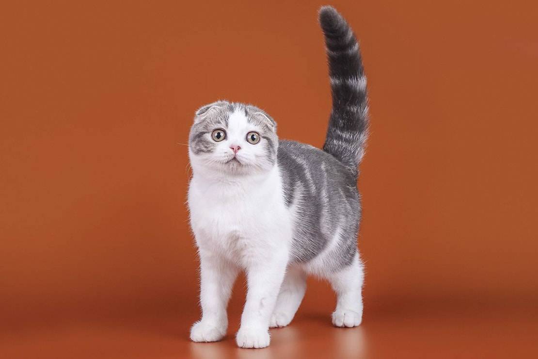 Скоттиш-фолд (шотландская вислоухая кошка): питомец с фермерским прошлым и повадками «царя квартиры»