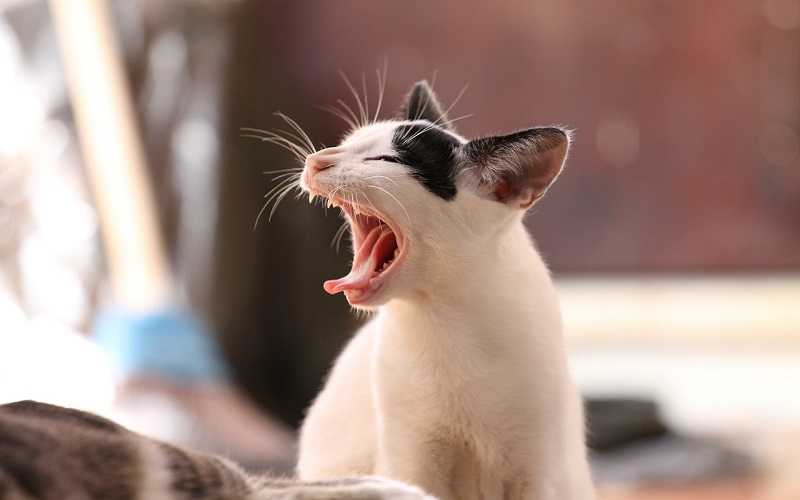 У кошки запах изо рта: причины и лечение