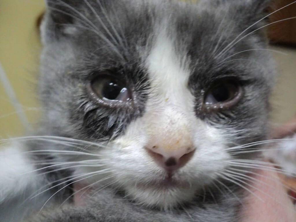 Простуда у кошек: может ли кот простыть или заразиться от человека