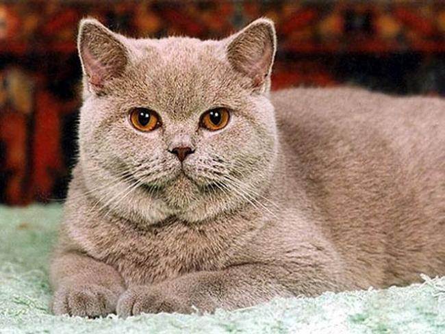 Британская короткошерстная кошка: описание стандарта и характера породы (90 фото и видео)