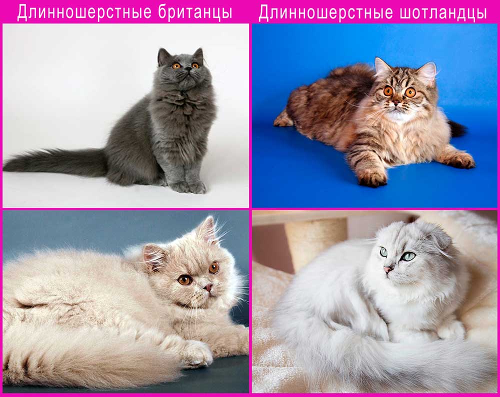 Помогите определиться с породой. британец или шотландец? - запись пользователя masha (mashapolozova) в сообществе домашние животные в категории хотим завести зверушку - babyblog.ru