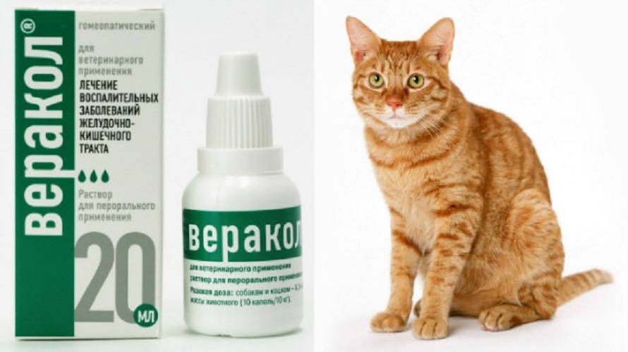 Кошка после антибиотиков. Веракол капли для кошек. Препараты для пищеварения для кошек. Препарат для кошек для кишечника. Препараты для желудка у кошек.
