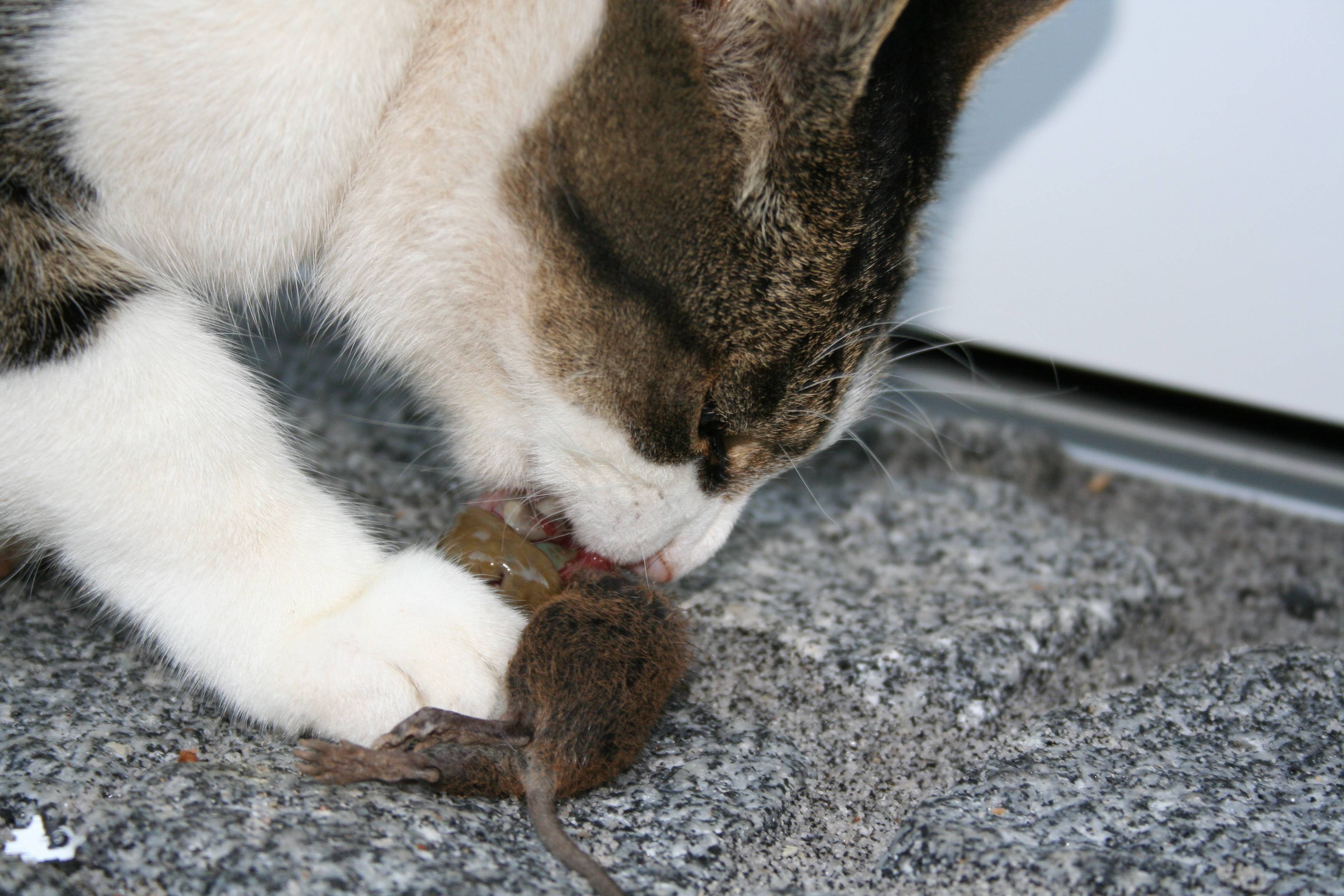 Что делать, если кошка съела отравленную мышь?