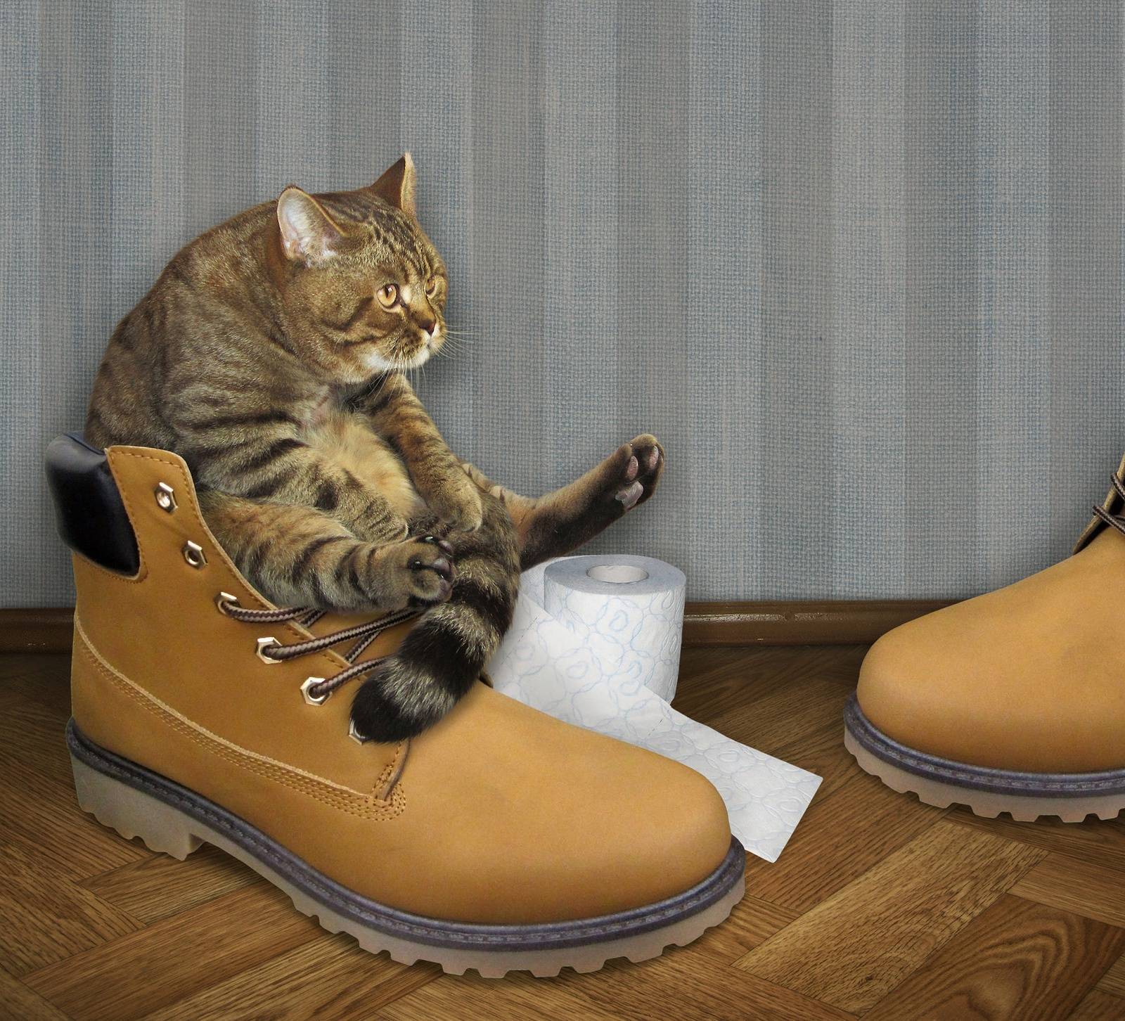 Почему кошке нравится запах пота? — обсуждение в группе "кошки" | птичка.ру