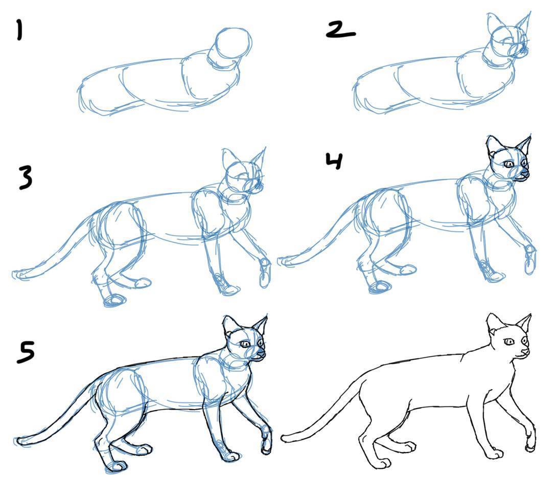 Как нарисовать кота легко и красиво: легкие мастер-классы для начинающих. как нарисовать котенка поэтапно карандашом (57 фото)