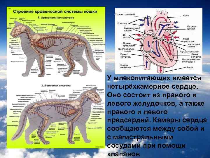 Анатомия кошки: строение скелета и черепа