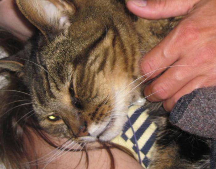 Ринотрахеит у кошек: симптомы и лечение в домашних условиях, причины заболевания